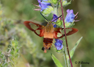 Hummingbird Moth