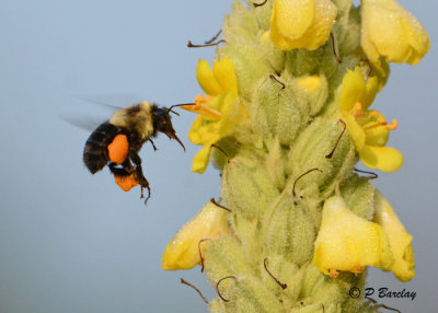 Bumble Bee:  SERIES