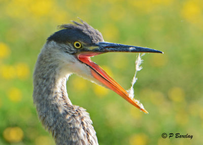 Great Blue Heron (juv)