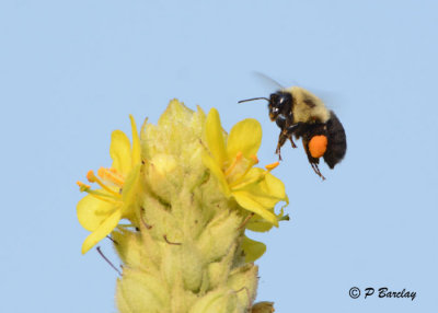 Bumble Bee :  SERIES