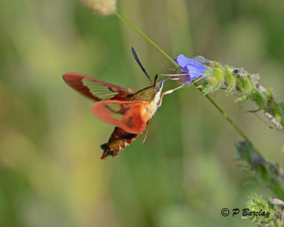Hummingbird Moth:  SERIES