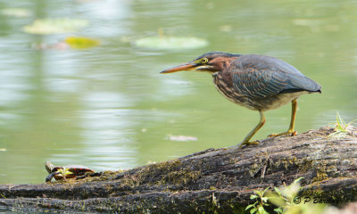 Green Heron & Painted Turtle:  SERIES