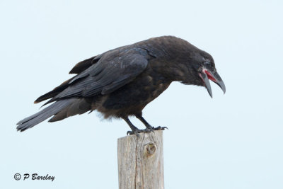 Common Raven