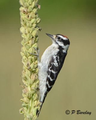 Downy Woodpecker: SERIES