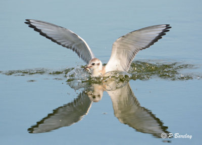 Bonaparte's Gull (juv)