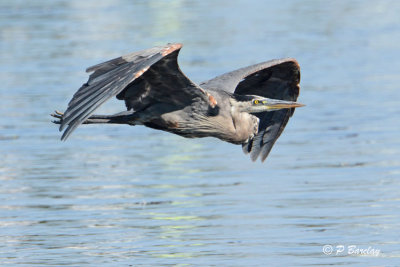 Great Blue Heron