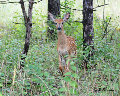 White-tailed Deer