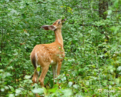 White-tailed Deer