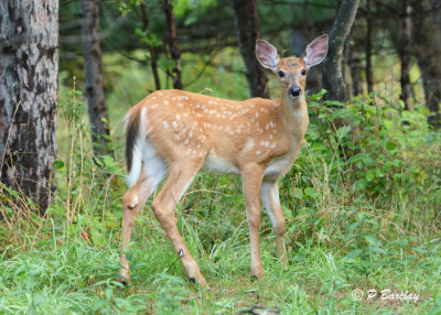 White-tailed Deer