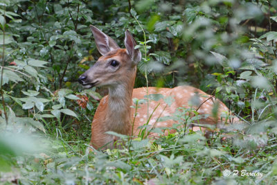 White-tailed Deer