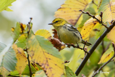 Black-throated Green Warbler
