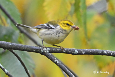 Black-throated Green Warbler