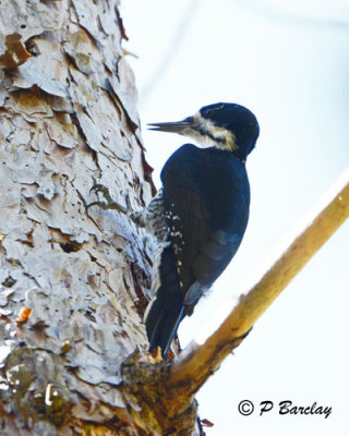 Black-backed Woodpecker (m)