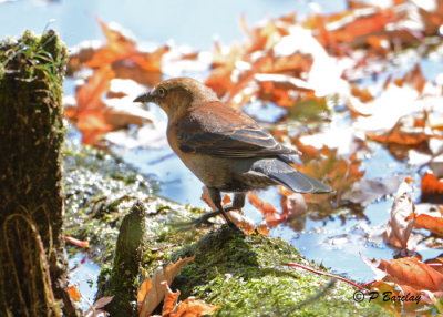 Rusty Blackbird