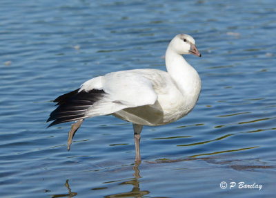 Ross's Goose (juv):  SERIES