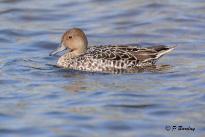 Northern Pintail (f):  SERIES