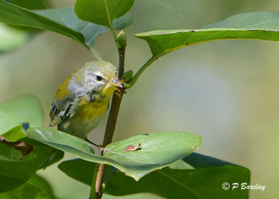 Northern Parula