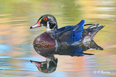 Wood Duck (juv m)