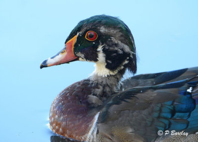 Wood Duck (juv m)