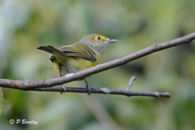 White-eyed Vireo