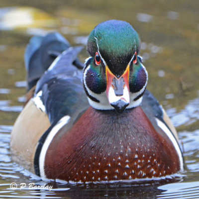 Wood Duck (m)