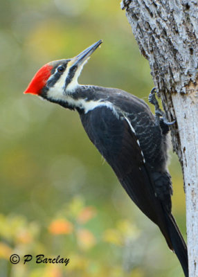Pileated Woodpecker (f)