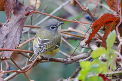 Blue-headed Vireo