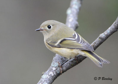 Ruby-crowned Kinglet