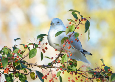 Ring-billed Gull