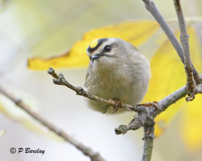 Golden-crowned Kinglet