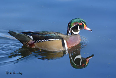 Wood Duck (m)