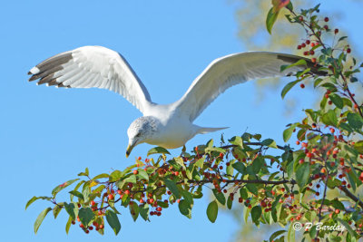 Ring-billed Gull