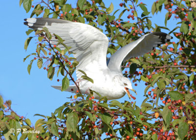 Ring-billed Gull