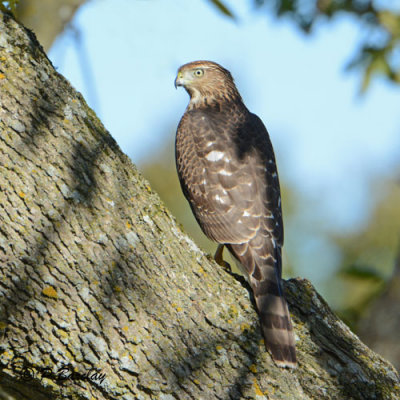 Cooper's Hawk (juv):  SERIES