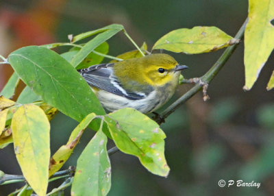 Black-throated Green Warbler