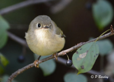 Ruby-crowned Kinglet