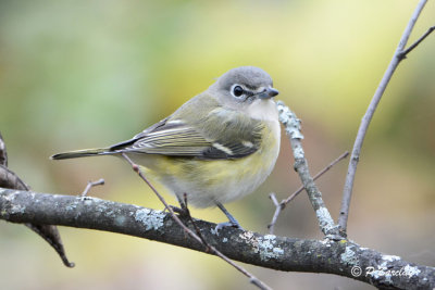 Blue-headed Vireo