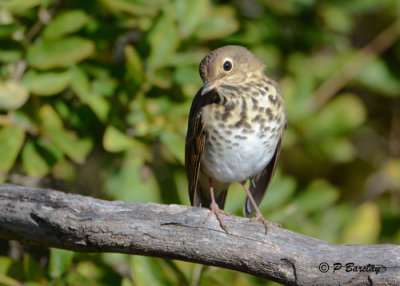 Hermit Thrush:  SERIES