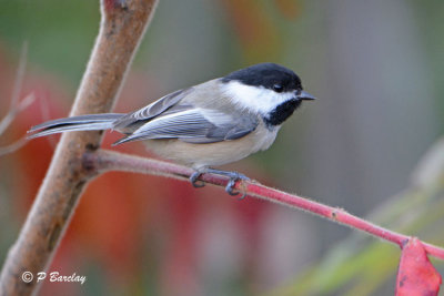 Black-capped Chickadee