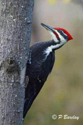 Pileated Woodpecker (m)
