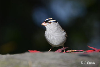 White-crowned Sparrow