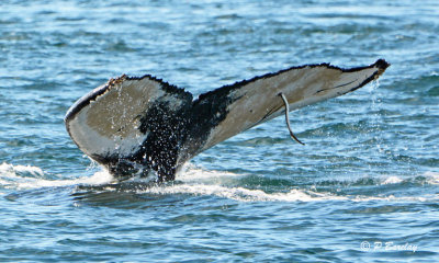 Humpback Whale with Sea Lamprey