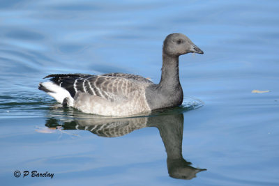 Brant (juv)
