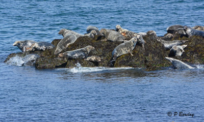 Seal colony:  SERIES