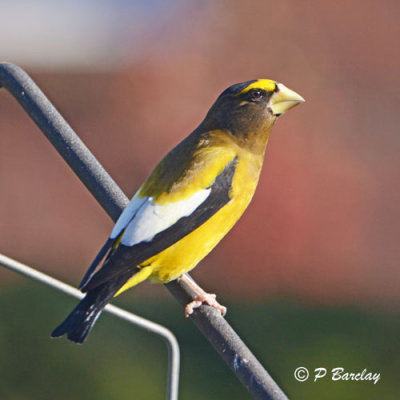 Evening Grosbeaks: SERIES