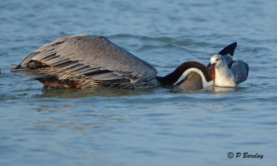 Brown Pelican & Laughing Gull:  SERIES