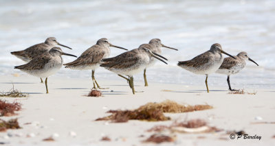 Short-billed Dowitchers and Dunlin