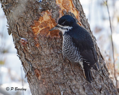 Black-backed Woodpecker (f):  SERIES