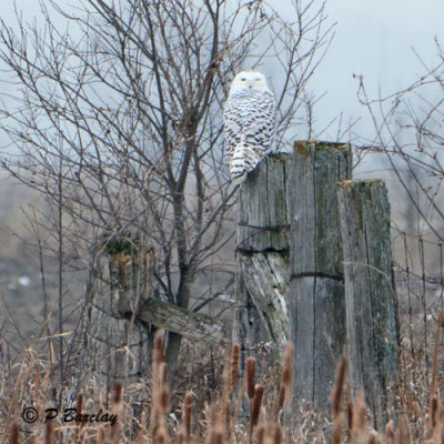 Snowy Owl