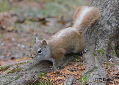 Red Squirrel:  SERIES